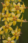 Loomis' yellow loosestrife